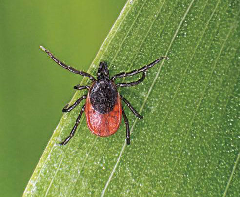 ixodes-ricinus-4834290 (1)_CMYK.jpg